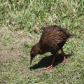 Walking Weka
