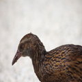 Weka Closeup