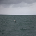 Wing on the Water
