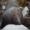 Snoring Seal
