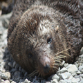Waking Seal
