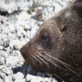 Watching Seal