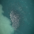 Bait Ball, 2