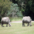 Rhinos, With Personalized Horns