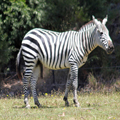 Tumescent Zebra