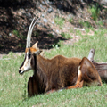 Sable Antelope