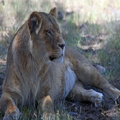 Resting Lion