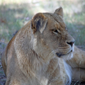 Lion Eyes