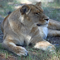 Lion, with Paws