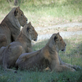 Young Lions