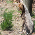 Cheetah Cub, 1
