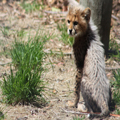 Cheetah Cub, 2