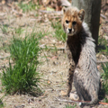 Cheetah Cub, 3