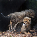 Cheetah Cubs, 1