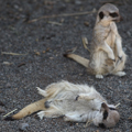 Meerkats