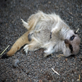 Meerkat