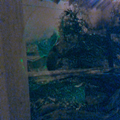 Female Kiwi, Calling Prior to Egg Laying