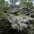 Grasscades, Routeburn Track
