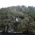 Podocarp Coastline