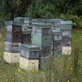 Bee Boxes