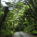 Into the Rainforest