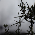 Water Droplets on Thorn