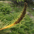 Speargrass Stalk