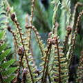 Ferns and Fiddleheads
