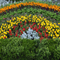 Rainbow Blooms