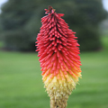 Red Hot Poker