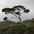 Podocarp Tree