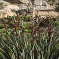 Red Blooms of New Zealand Flax