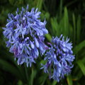 African Lilies