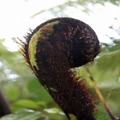 Tree Fern Koru Bigger Than Your Fist