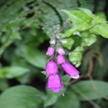 Foxglove