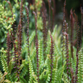 Ferns