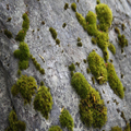Moss
