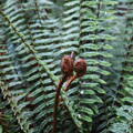 Fiddleheads