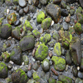 Mossy Rocks