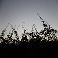 Kiwi Vines